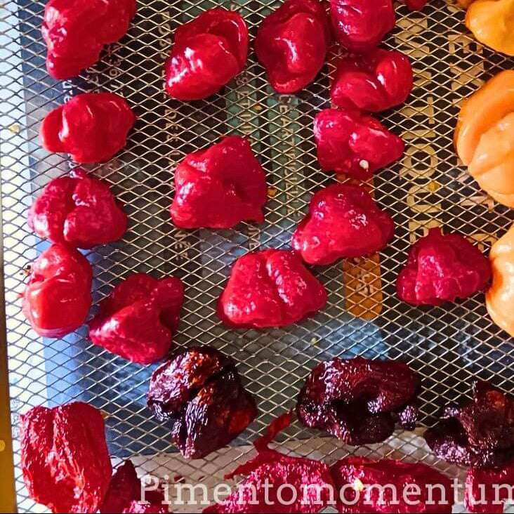 Piments champignon rouges en cours de séchage sur les grilles d'un déshydrateur alimentaire.