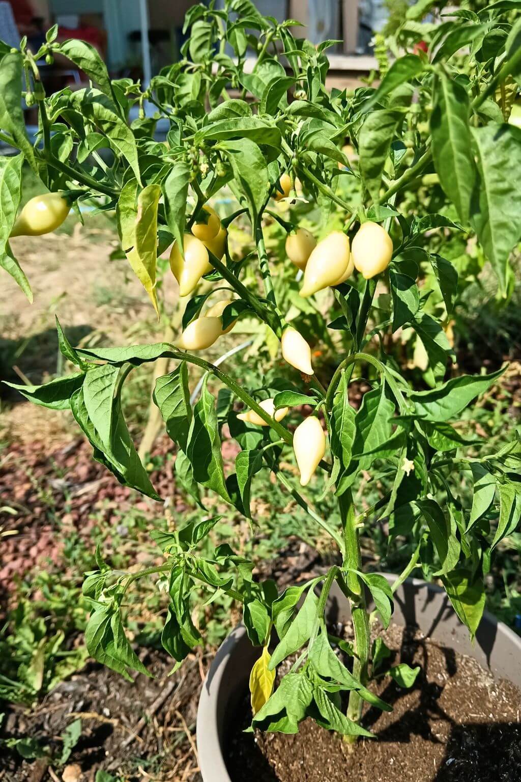 jeune plent de piment coyote zan cultivé en pots, déjà de nombreux fruits matures et d'autres encore verts clairs.