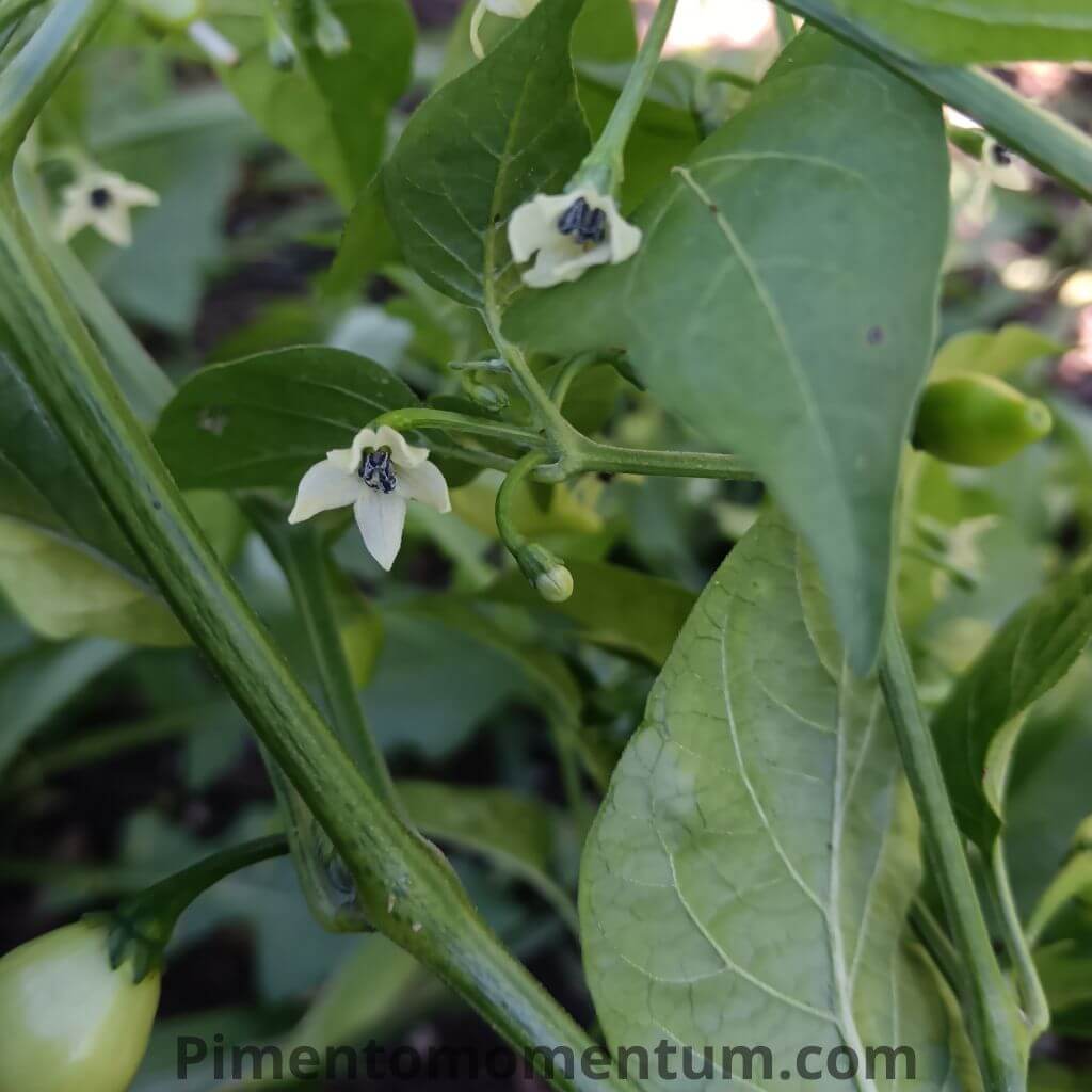 piment coyote zan en fleur dent de coyote du Bresil