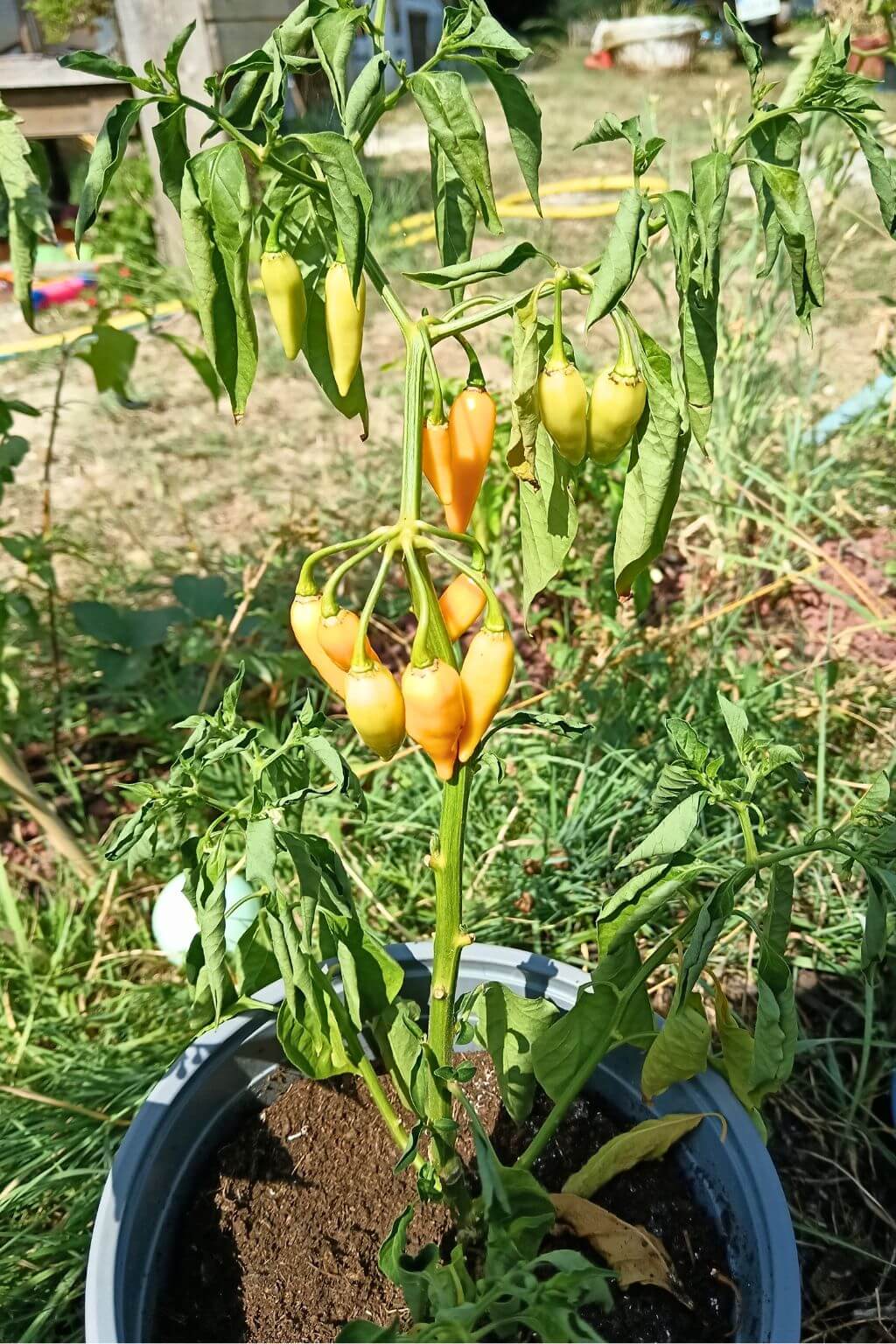 plant de piment doux végétarien jaune, cultivé en pot, fruits charnus et nombreux.