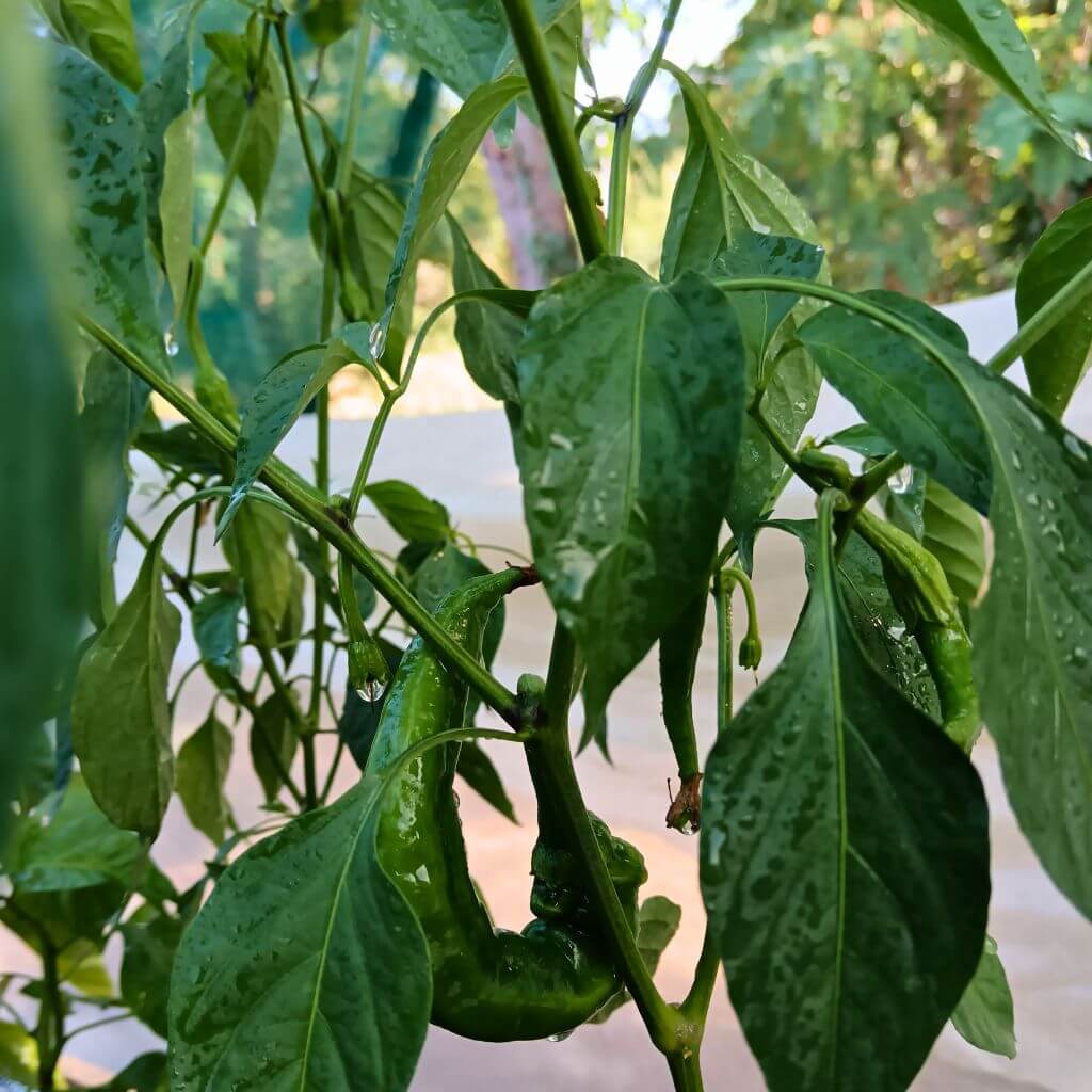 piment doux lond des landes, piment Anglet, culture en pots ,fruits fverts sur plants