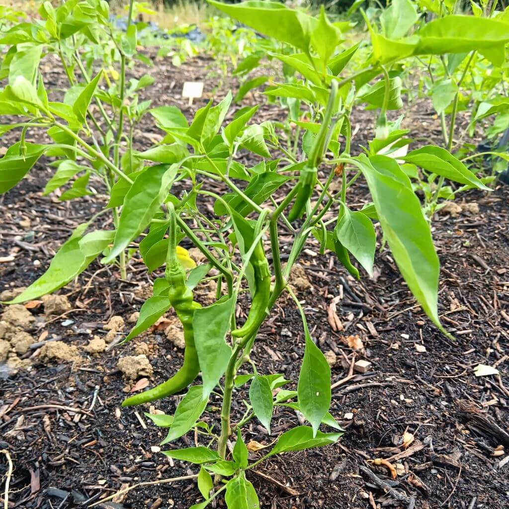 jeune plant de piments d'Anglet, doux long des landes, plantation pleine terre