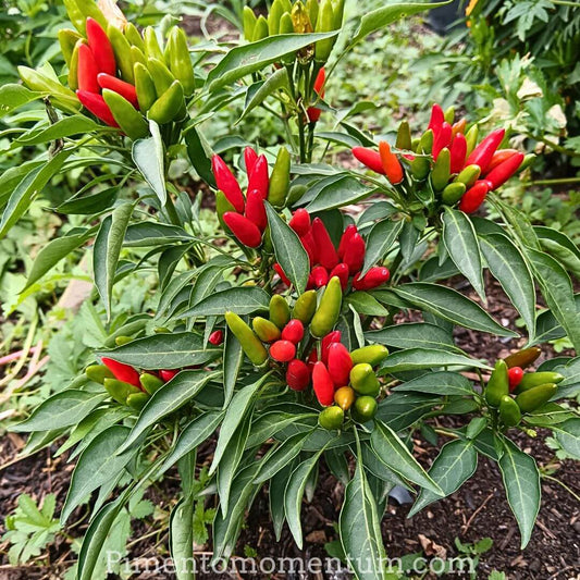 Piment Etna sur plant avec fruits multicolores - Culture bio Lot-et-Garonne Pimento Momentum