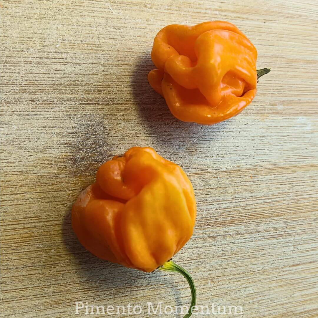 piment de la famille des habaneros, piment bahamian goat, adaptation sur l'ile, orange sur bois artisanal