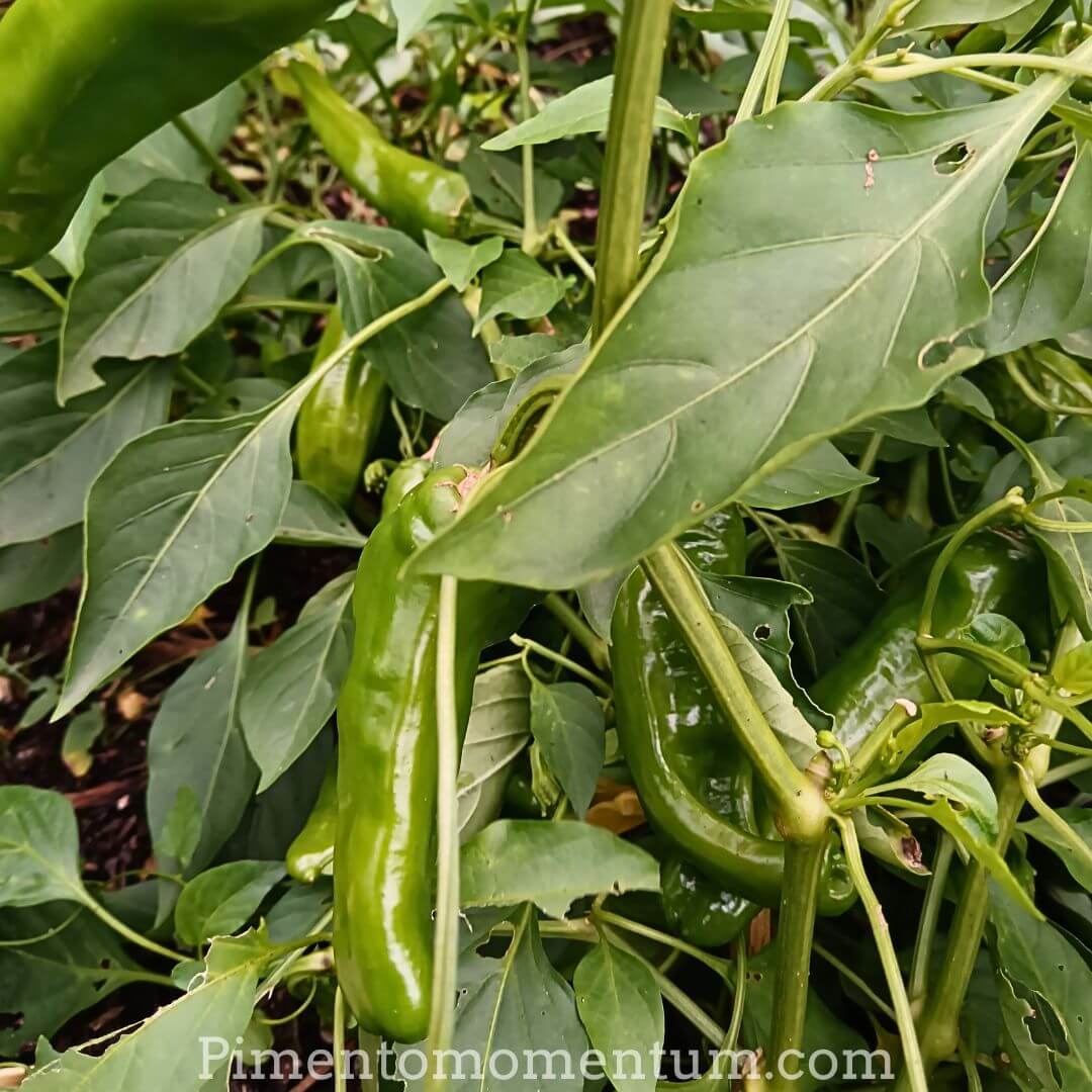 piments friarilli vert immatures sur un plants foisonnant cultivés de façon biologique en lot et garonne