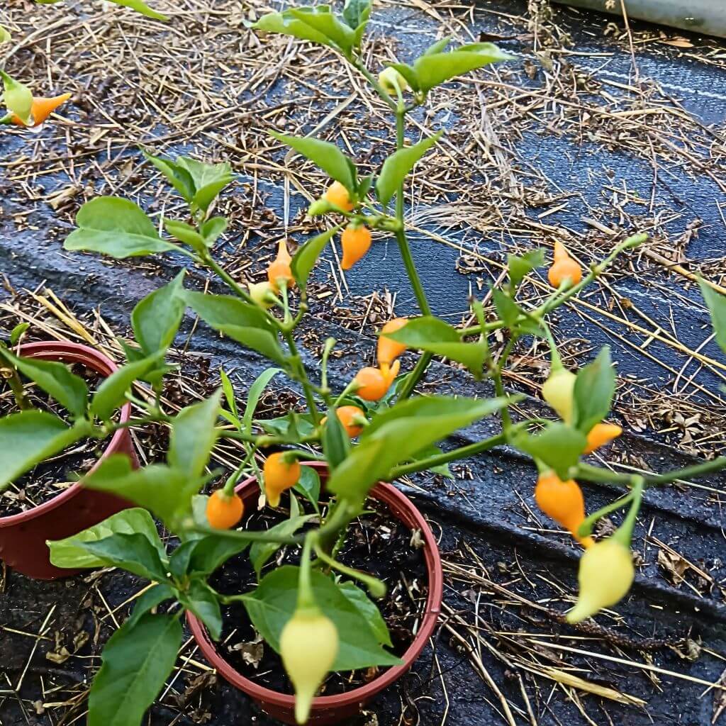 piment biquinho jaune, goutte d'eau, culture en pot possible