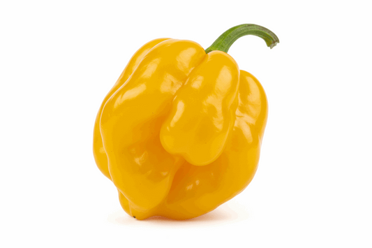 piment habanero jaune sur fond blanc