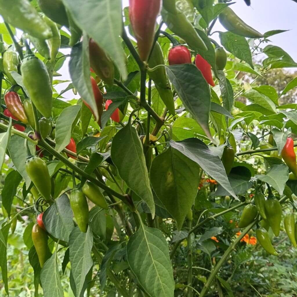 Plant de piments hot jalapeno, plante fournie avec des piments verts et des fruits en cours de coloration.