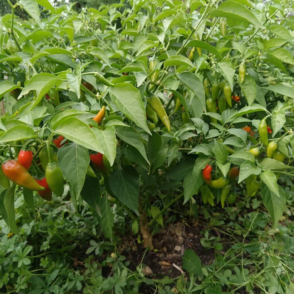Plant de Piment Jalapeño hot beaucoup de feuilles et de fruits