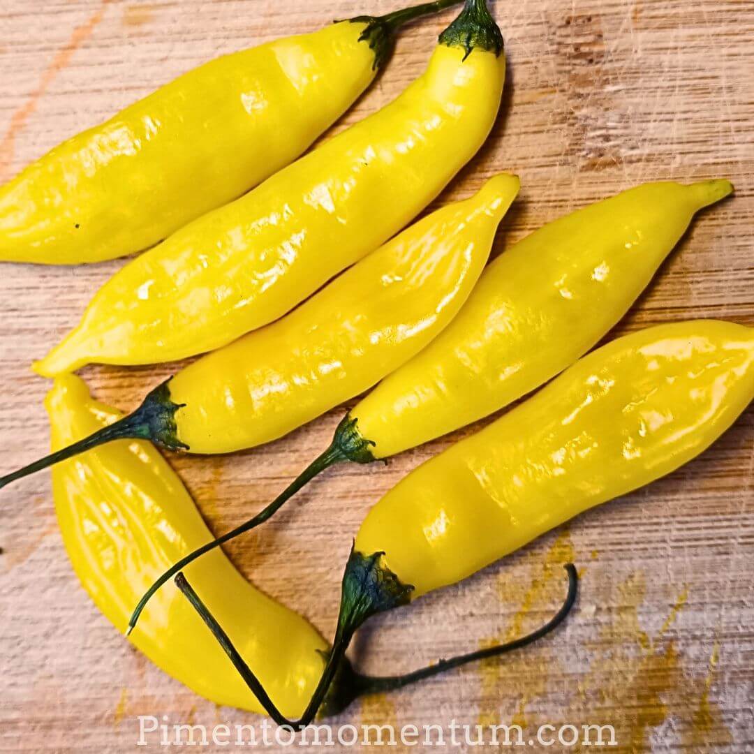 Détail piments Lemon Drop frais couleur jaune citron éclatant, peau lisse brillante, culture biologique artisanale France