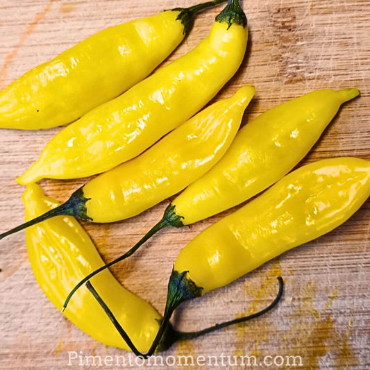 Détail piments Lemon Drop frais couleur jaune citron éclatant, peau lisse brillante, culture biologique artisanale France