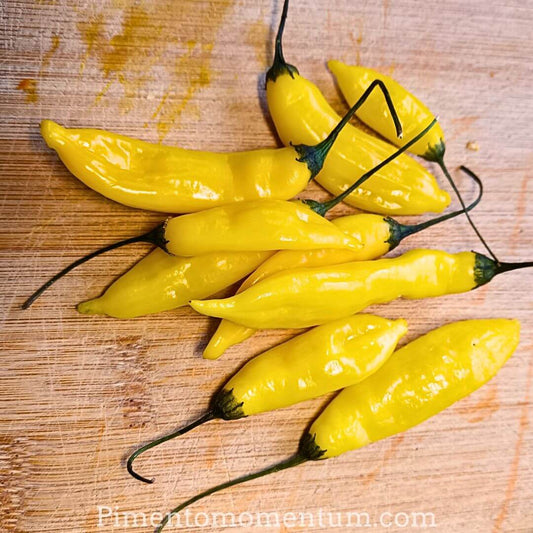 Piments Lemon Drop frais jaune citron vif sur planche bois, production bio artisanale Pimento Momentum Lot-et-Garonne