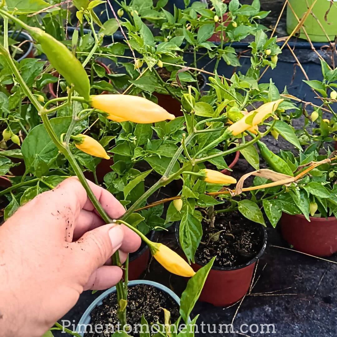 Production piments Lemon Drop jaune citron sur plant en serre bio, culture artisanale producteur Lot-et-Garonne France
