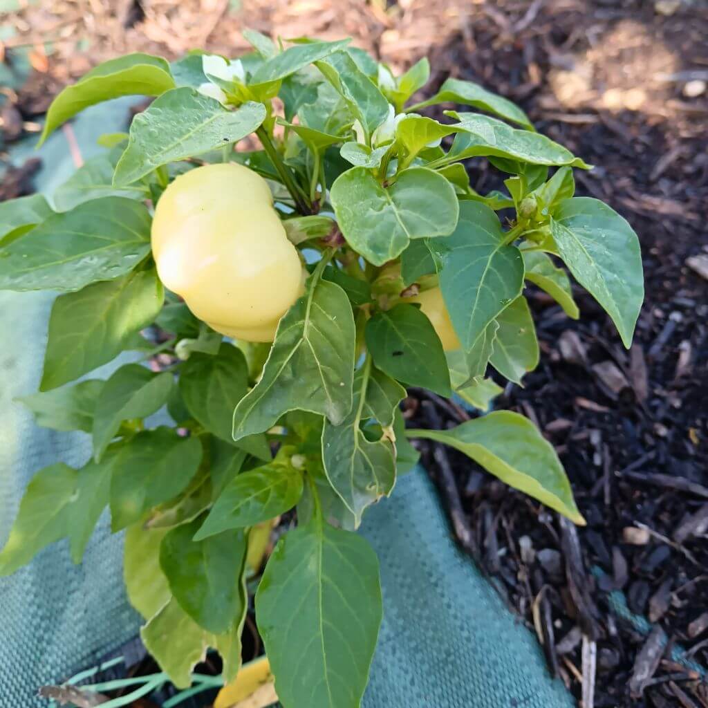 piment Alma, paprika hongrois blanc si imature, plantes basse