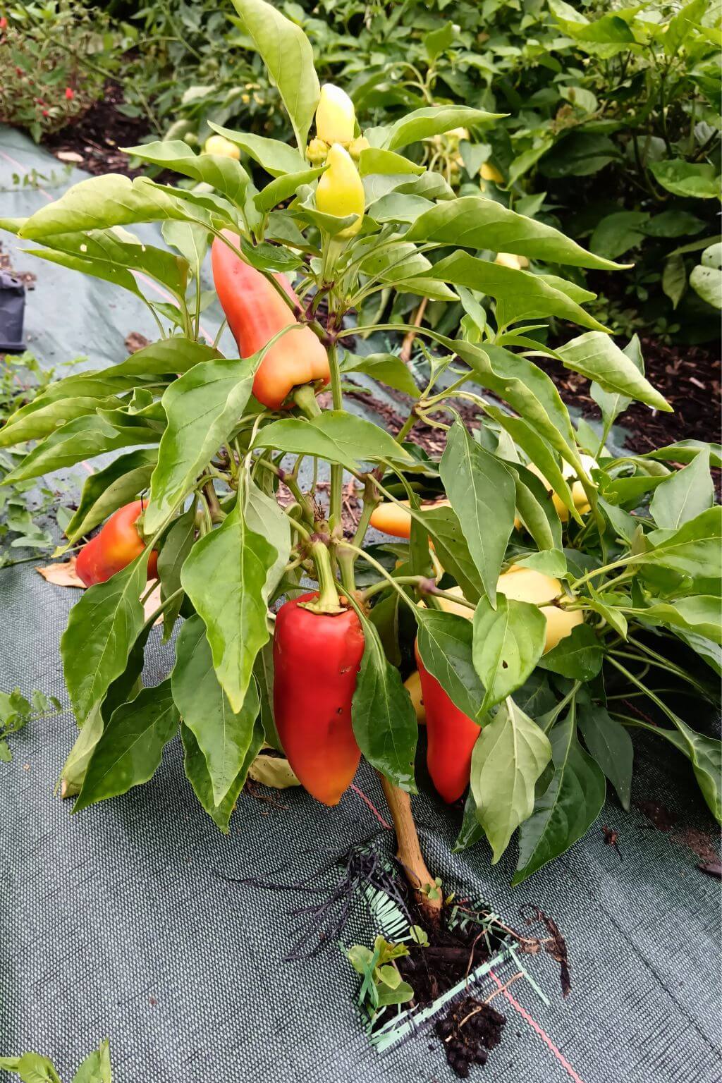 plant de piment rouge, paprika szentezi, patrimoine Hongrois, paprika d'excellence,cultivé en pleine terre, sur sol bâché.