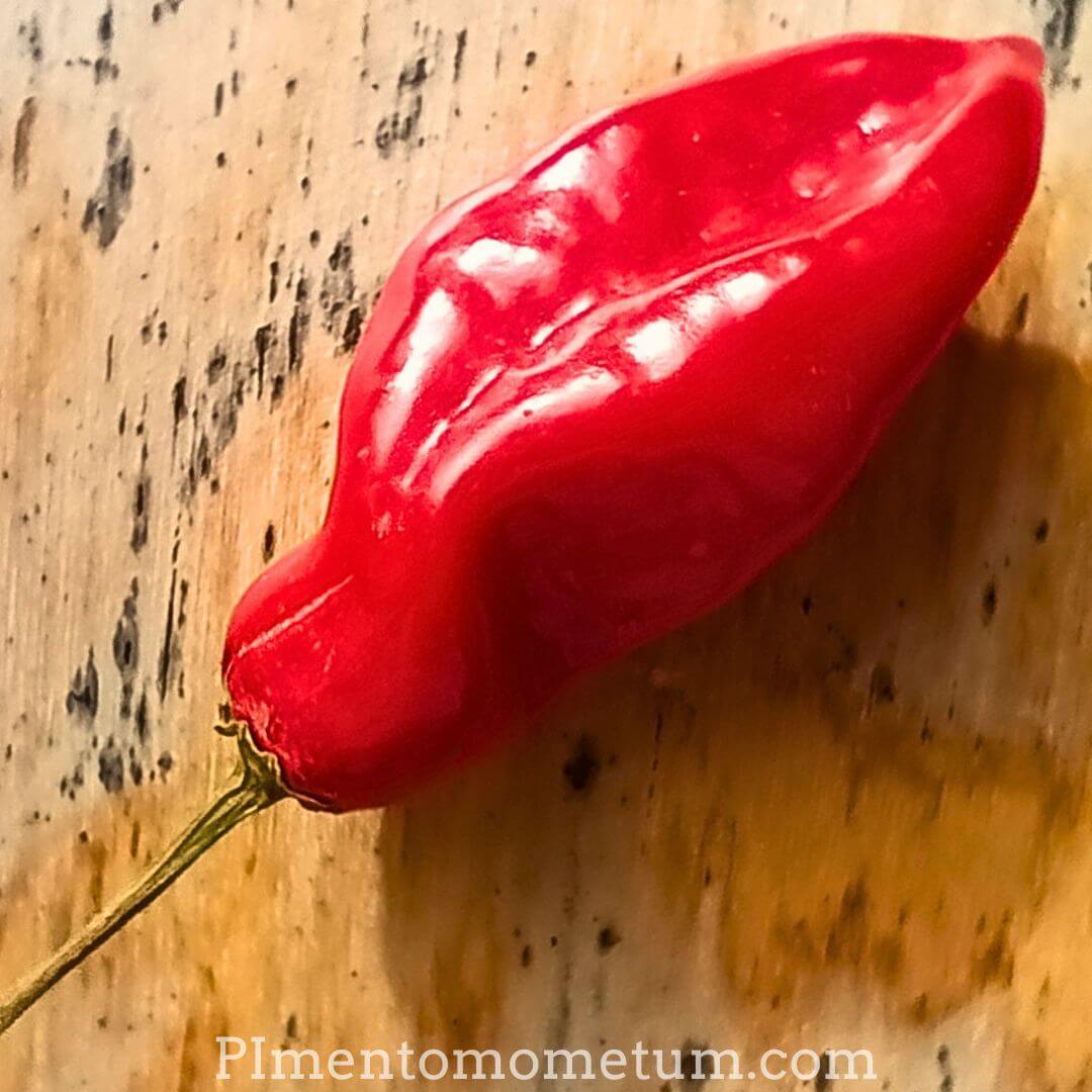 piment rouge frais brillant gouttes eau gros plan artisanal lot-et-garonne