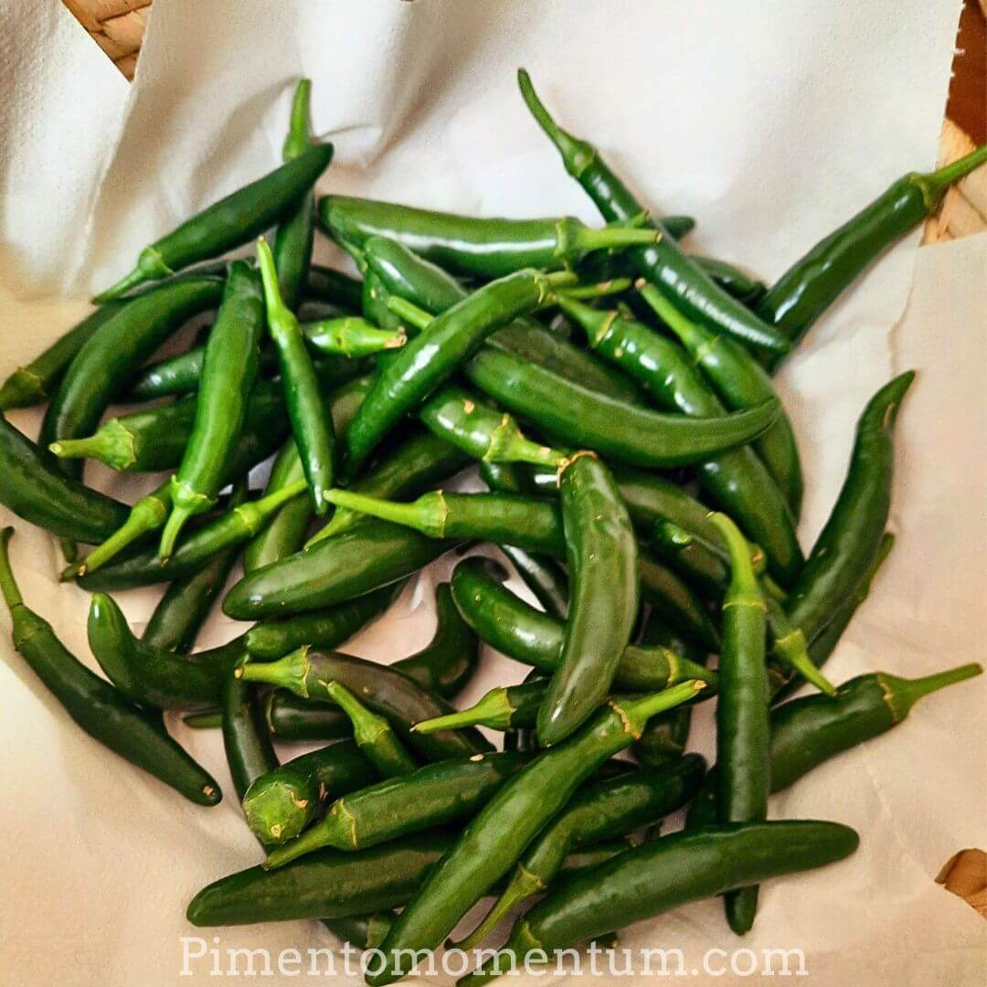 piment serrano vert immature - agriculture biologique - lot et garonne 