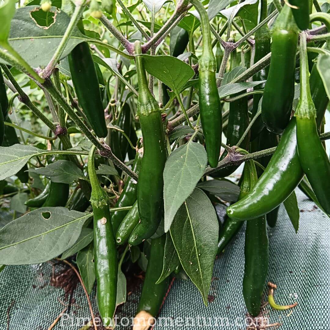 piment serrano vert sur plant agriculture biologique - culture sur bâche pour la chaleur