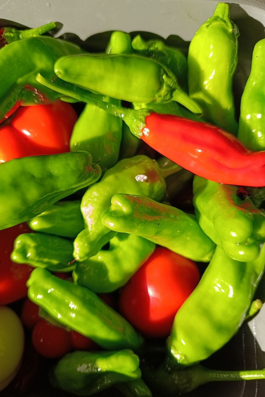 Mélange de piments Shishito verts et rouges fraîchement récoltés.