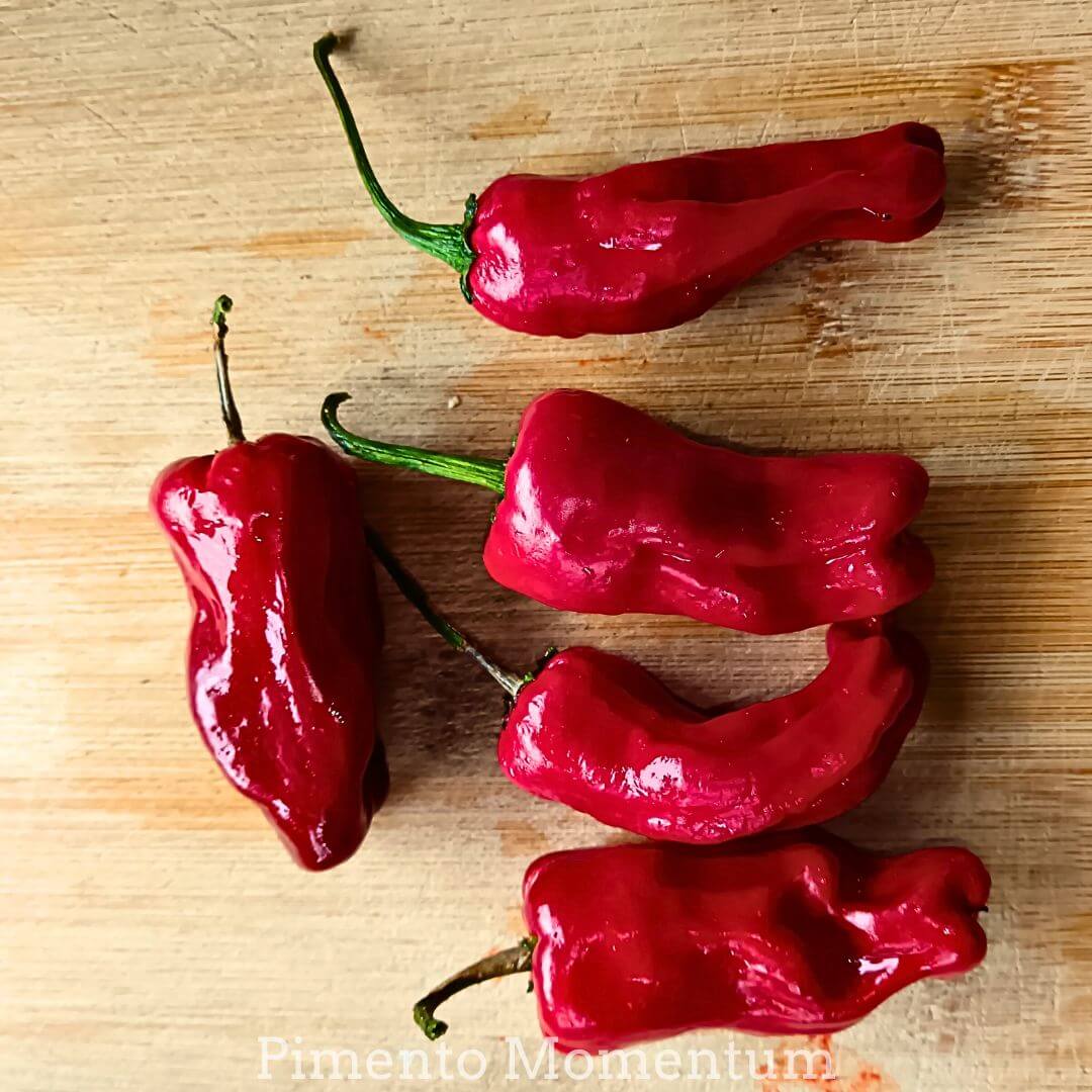 Séchage artisanal  de piments Shishito rouges sur la grille d'un déshydrateur  à 45°C, méthode douce 48-72h pour préserver les arômes