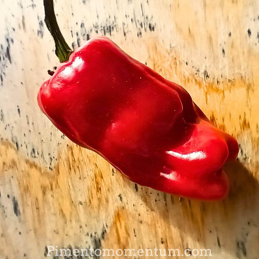 Piment Shishito rouge mûr bio, cultivé Lot-et-Garonne, surface bosselée caractéristique, récolté à maturité pour plus de saveur