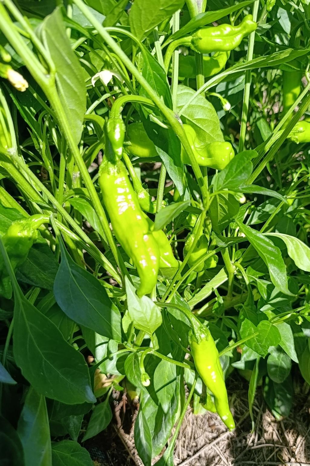 Piments Shishito frais verts sur le plant avant récolte.