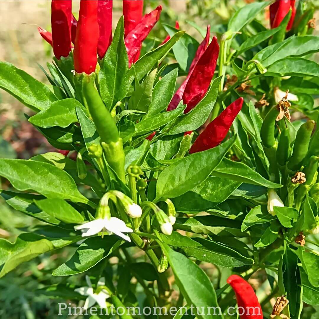 Piment Yatsufusa sur plant en pleine production - Culture artisanale Pimento Momentum