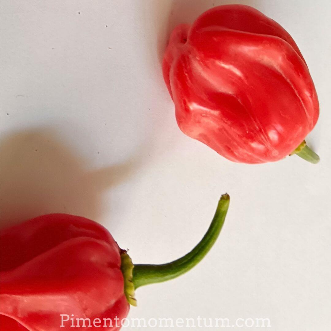 piment rouge antillais - bondamanjak - les fesses de madame jacques - frais rouge mûr sur fond blanc - pimento momentum