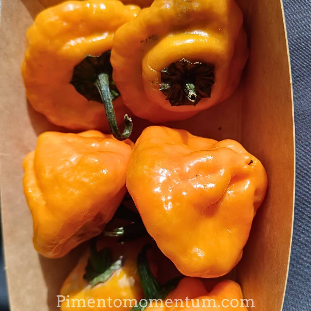 piments jaunes champignon de la Jamaïque - en barquette pour vente en frais - agriculture biologique - lot et garonne