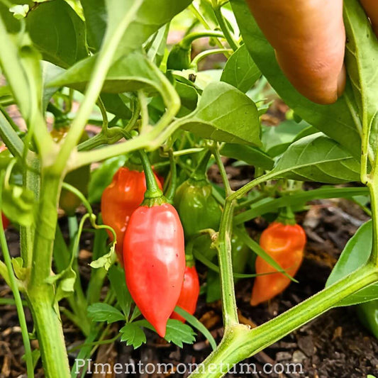 piments rouges murs sur plant recolte manuelle jardin bio lot-et-garonne france