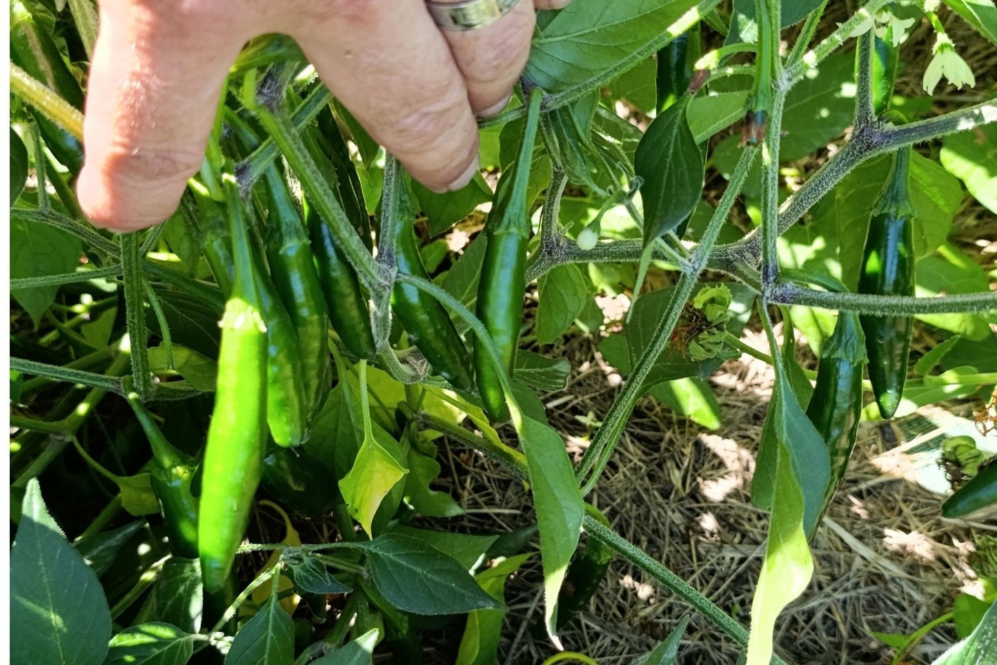 Piments Serrano frais verts sur le plant avant récolte.