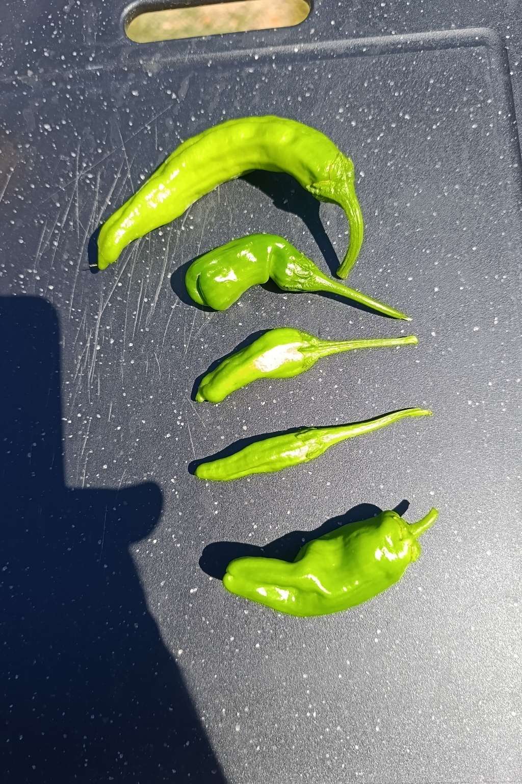 Piments Shishito verts frais disposés après récolte.
