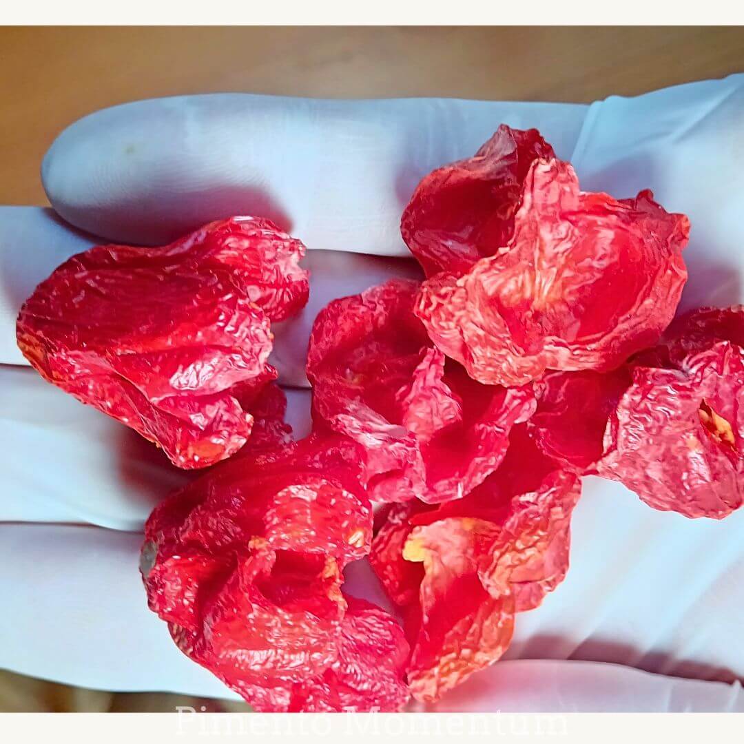 piment bonnet d'éveque dans une main gantée pret à replir les sachet kraft pour expédition.