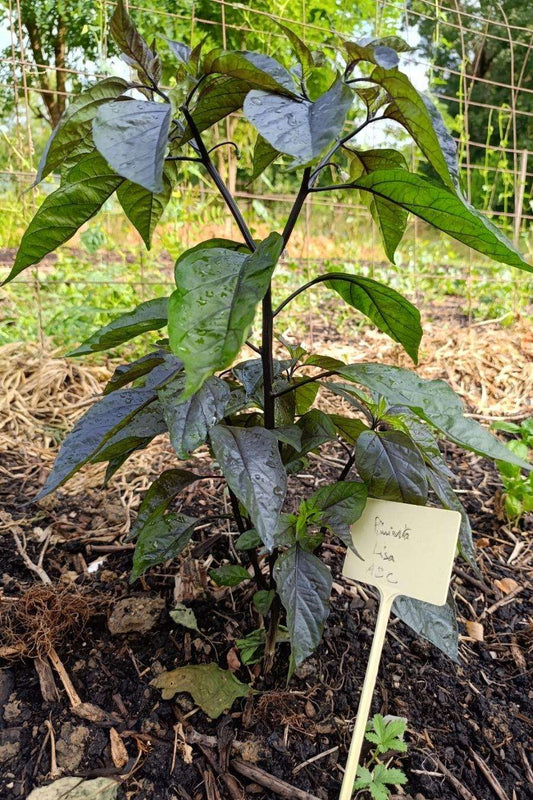 Plant de piment Habanero Blanc Violet bio - variété rare