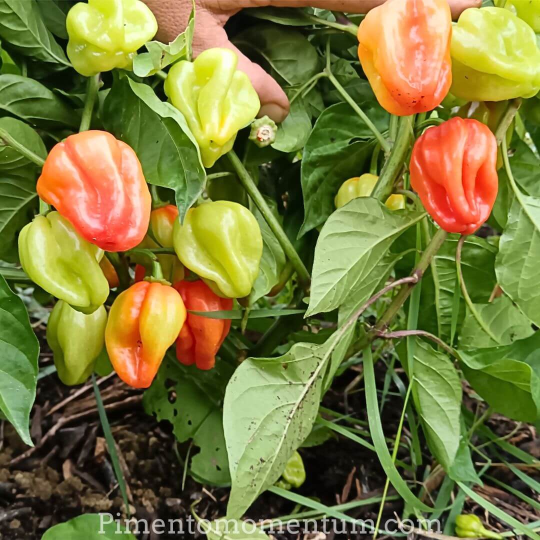 piments antillais rouges et verts - en agriculture biologique - lot et garonne - pimento momentum