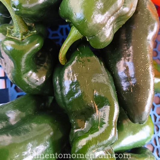 Piment Poblano frais vert - Ancho avant séchage - Récolte bio Lot-et-Garonne