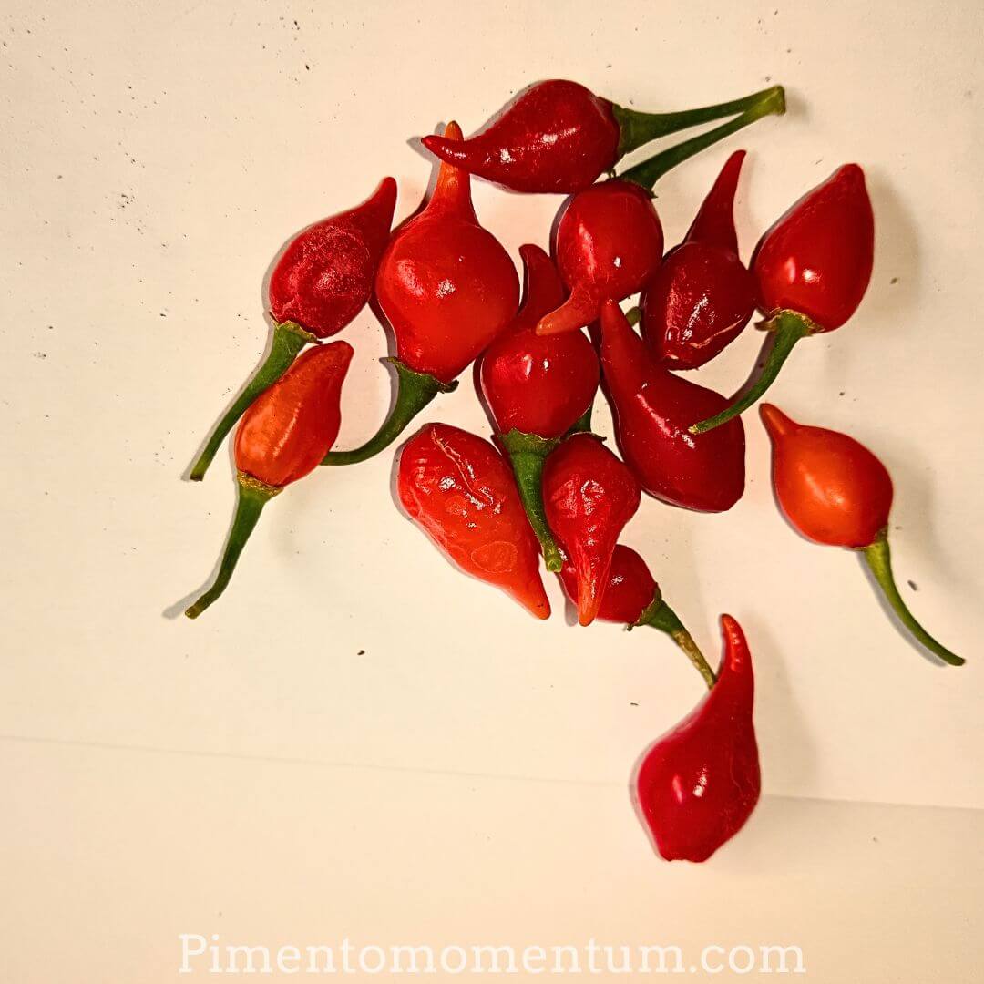 piments gouttes d'eau rouges en cours de séchage basse température - biquinho du Bésil cultivé en lot et garonne