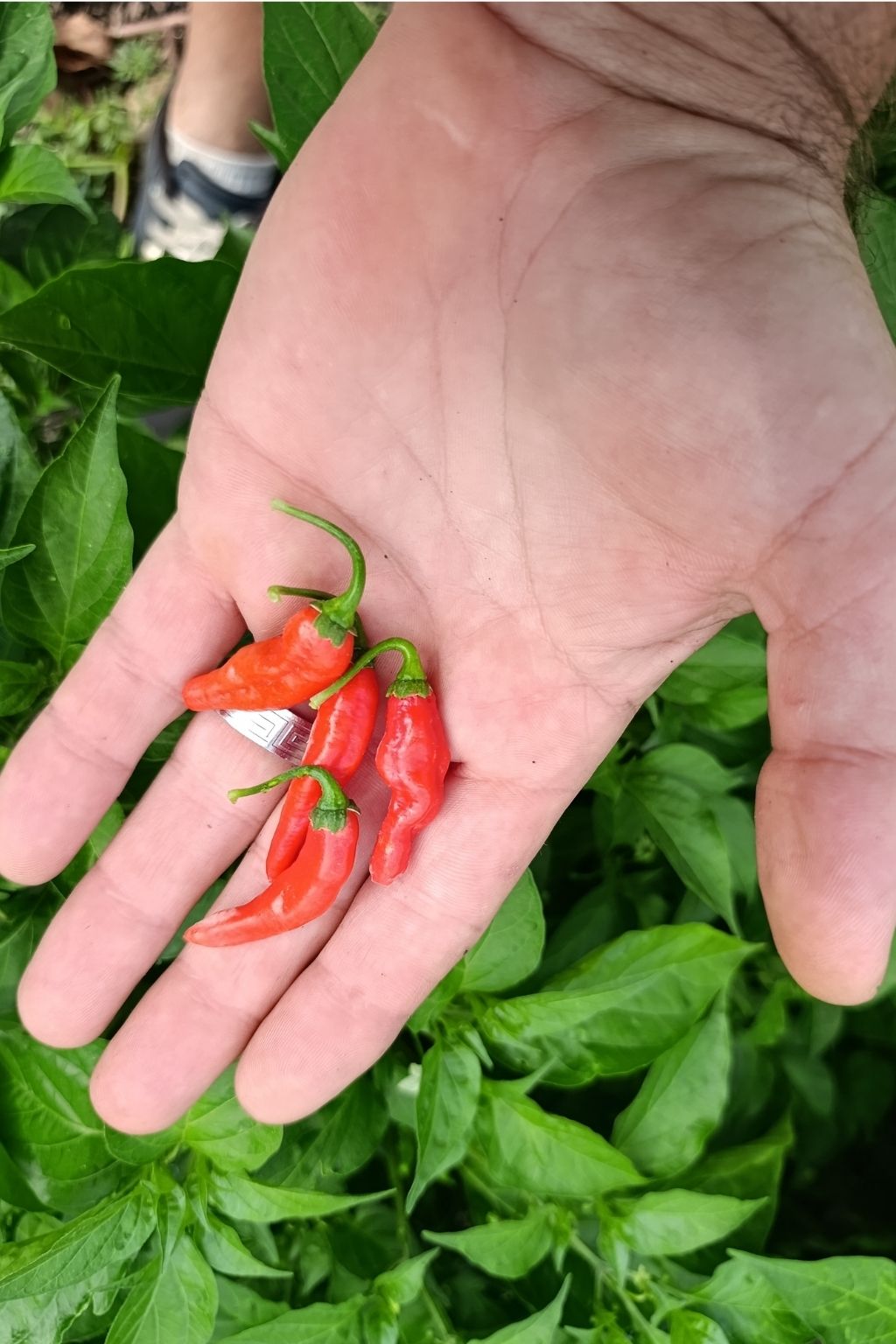 Graines Pot-a-Nada Bio - Piment sans piquant - 15 graines