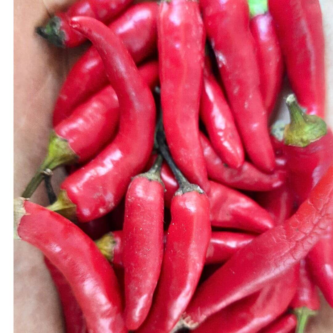 Graines Red Chili Small Bio - Piment Oiseau Petit Rouge - 15 graines