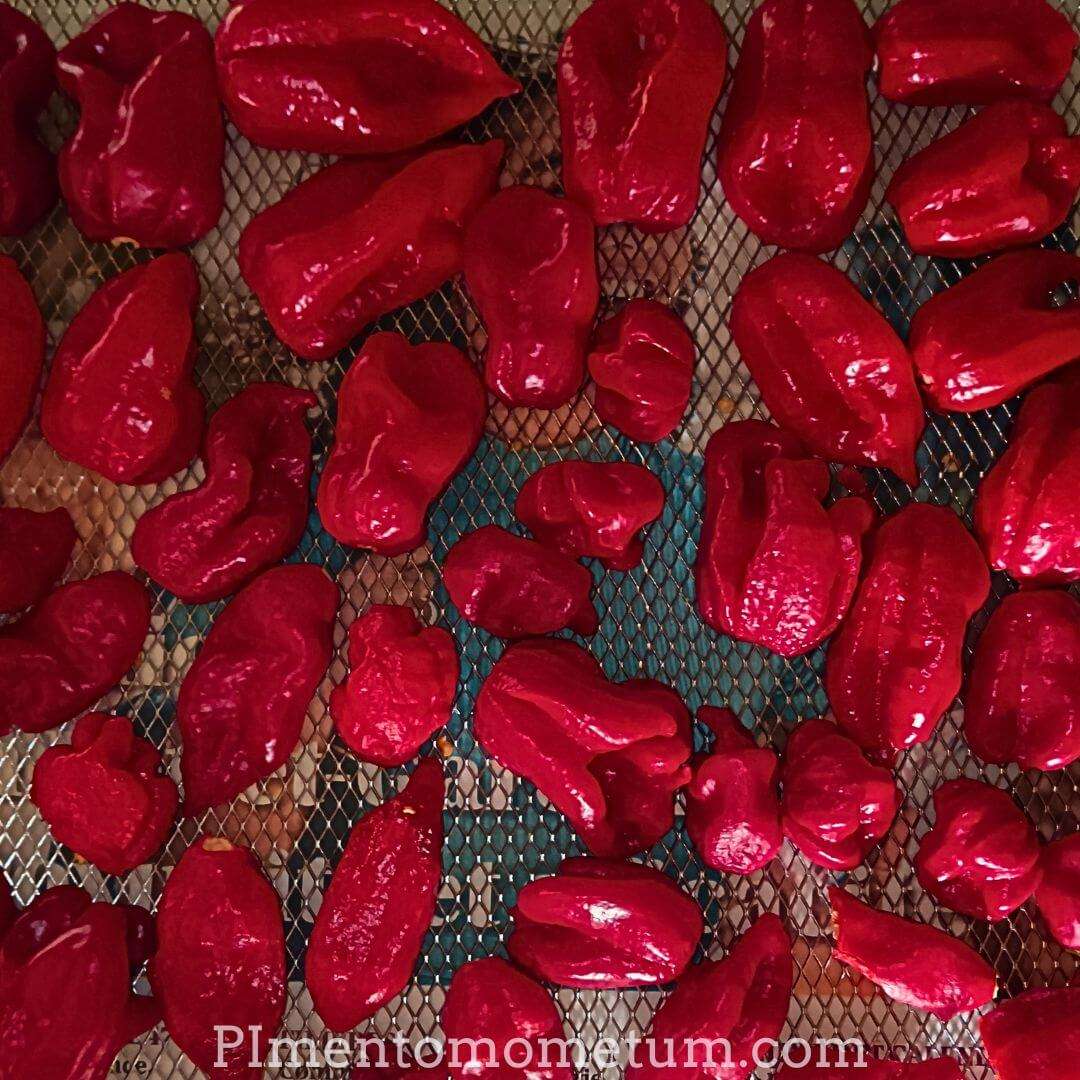 sechage artisanal piments rouges clayettes grilles deshydratation methode traditionnelle lente