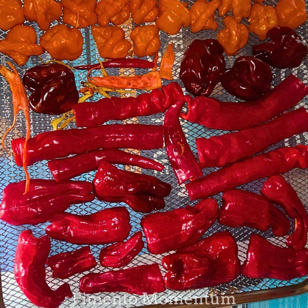 Séchage artisanal  des piments Shishito rouges sur  la grille du déshydrateur à 45°C, méthode douce 48-72h pour préserver tous les arômes