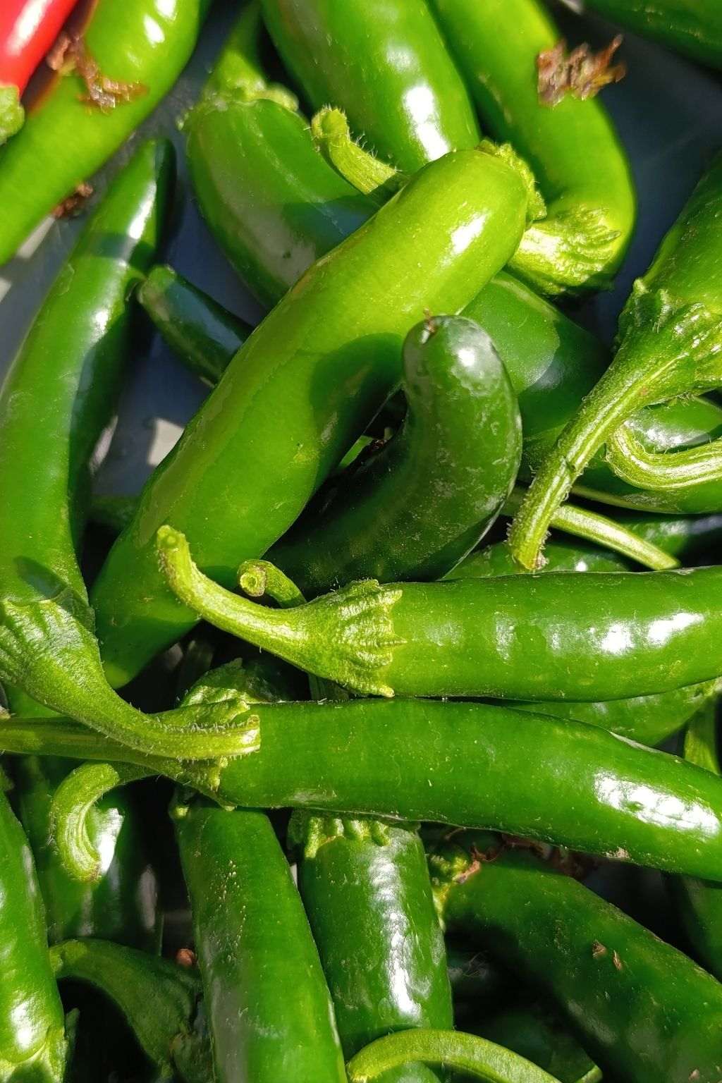piment serrano vert fraichement récoltés avant la préparation