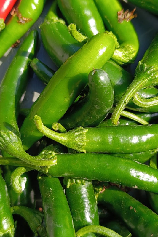 piment serrano vert fraichement récoltés avant la préparation