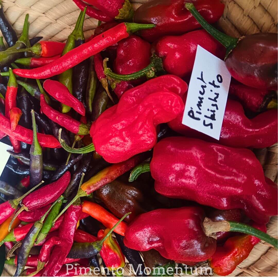 Piments Shishito rouges vendus sur un marché local du Lot-et-Garonne, production artisanale bio de Pimento Momentum