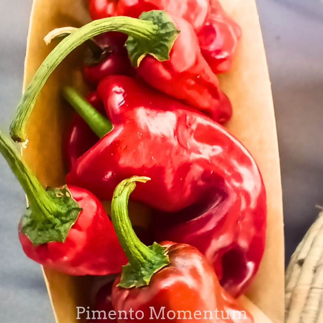 Shishito rouge bio dans une barquette, piments japonais cultivés en Lot-et-Garonne, prêts à être sécher artisanalement