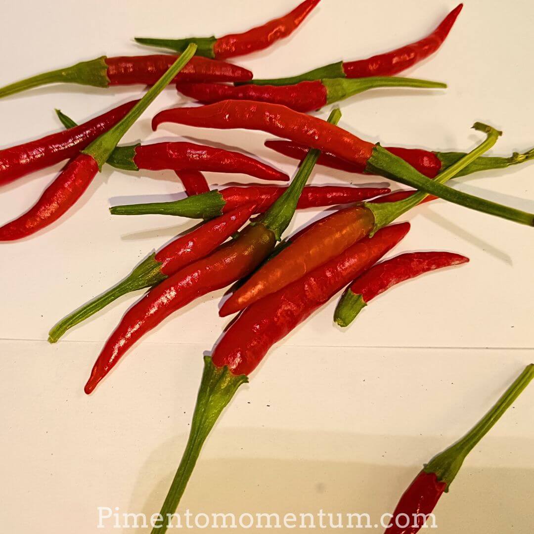 Piment thai dragon frais sur fond blanc