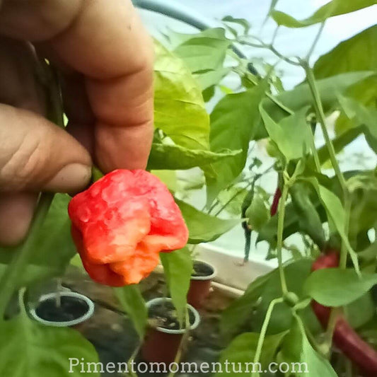 Trinidad Moruga Scorpion rouge vif dans la main - Piment ultra-fort bio cultivé à Trinidad-et-Tobago