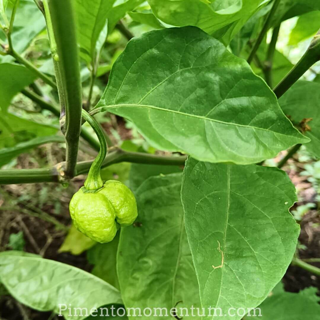 Trinidad Scorpion Moruga vert immature sur plant - Culture bio Pimento Momentum Lot-et-Garonne