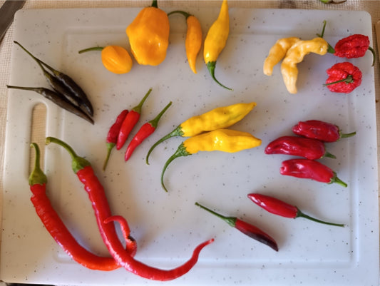 10 variétés de piments frais bio : La Fournaise, Aribibi Gusano, Habanero x Fatalii, Habanero Orange, Black Thaï, Red Chili Small, Lemon Drop, Shishito rouge, Serrano violet et Sweet Spiralus